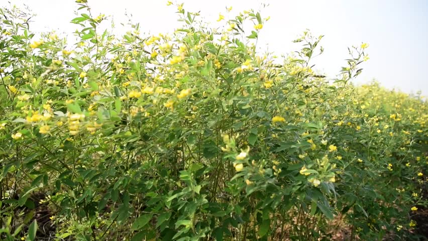 asian shrub cajanus cajan Newbies and porn